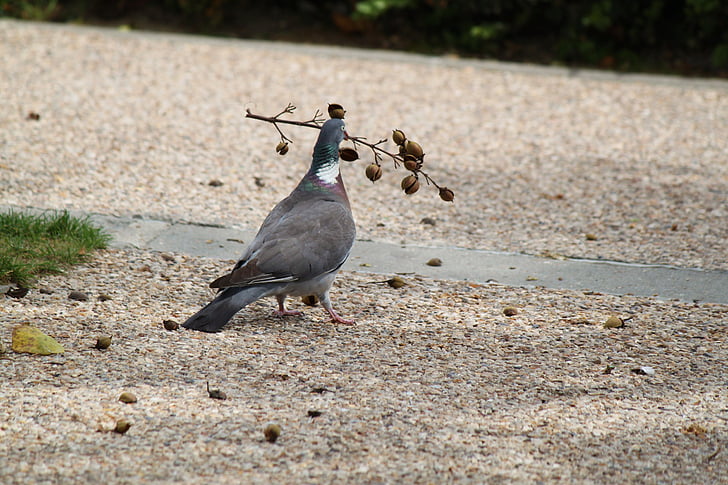 pigeon, birds, dove, dom, love, wing, flight