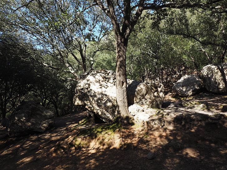 Oak forest, rock, mészkő, karsztvidék, fák, Stone oak, mese