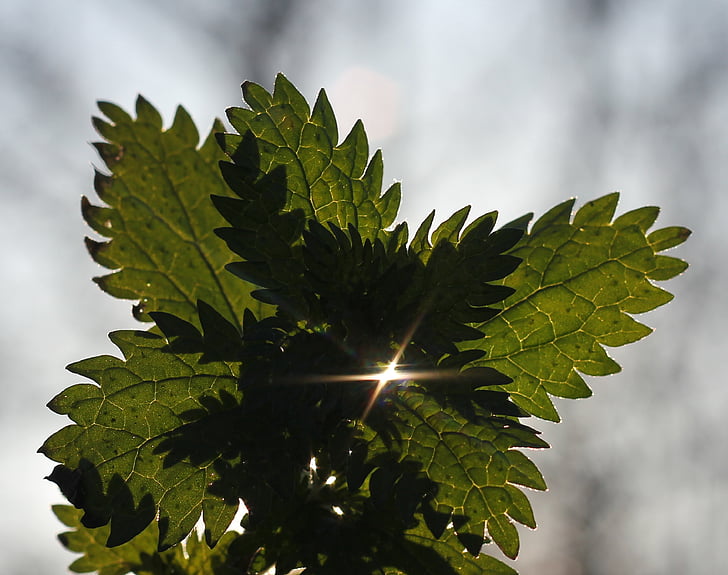 sheet, sun, beam, plant, leaf, nature, close-up