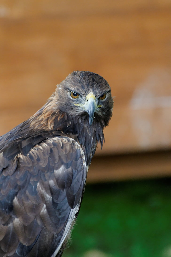 Adler, oiseau de proie, Raptor, Spotting, Portrait