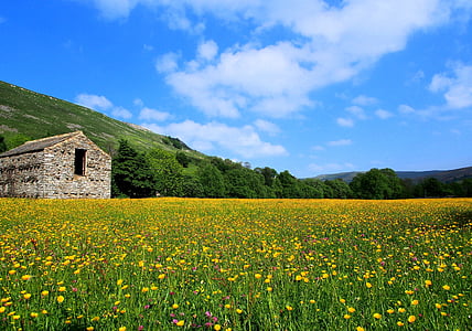 Λιβάδια σε λουλούδι, πέτρινο αχυρώνα, γεωργικό έδαφος, Γεωργία, αγροτική σκηνή, το πεδίο, αγρόκτημα