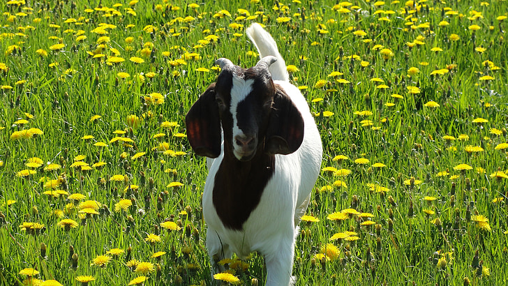 goats, animals, goat baby, nature, agriculture, meadow, animal
