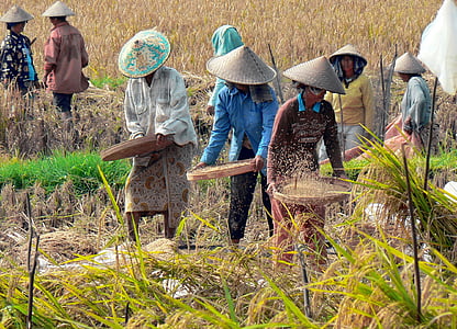 Indonesien, Bali, ris, skörd, vanning, jordbruket, jordbruk