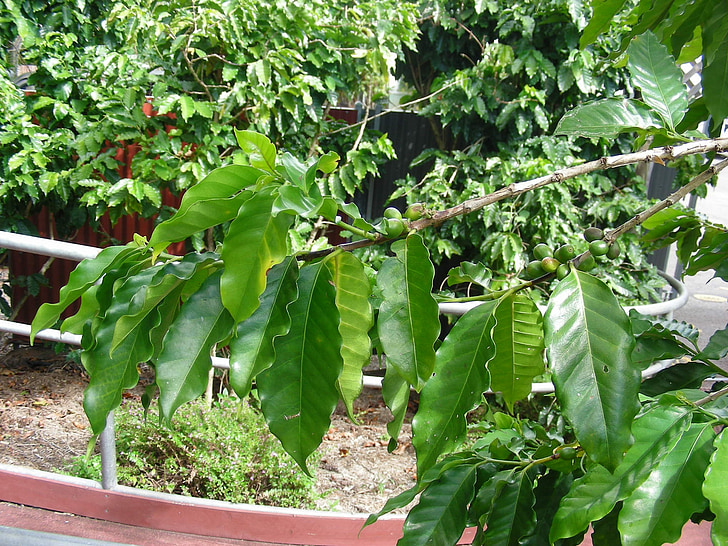 coffee beans, coffee, beans, coffee plant, plant, nature, foliage