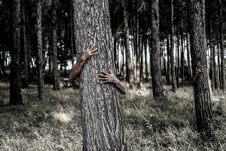 paslēpjot, koks, rokas, kamuflāža, neredzams, paslēpts, meža