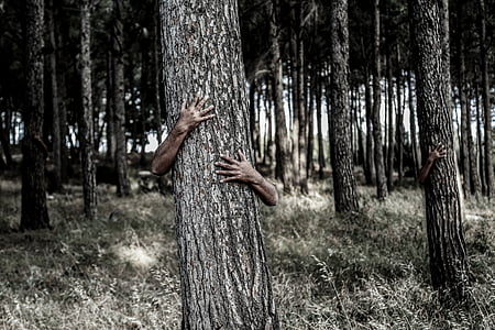 verbergen, boom, handen, camouflage, onzichtbaar, verborgen, bos