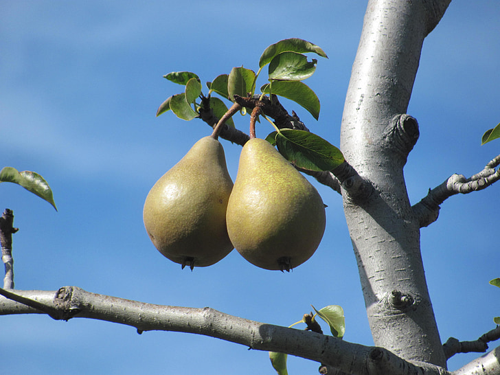 fruits, pears, pear