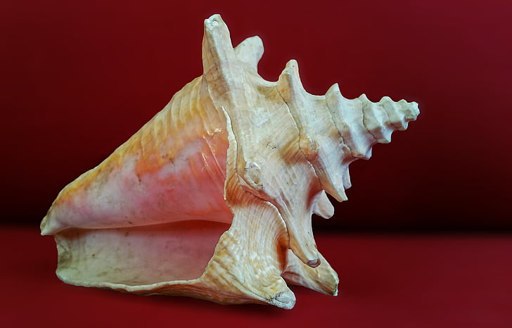 shell, zee, Sea shell, Oceaan, Seashell, macro