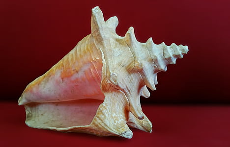 vỏ, tôi à?, Sea shell, Đại dương, Seashell, vĩ mô