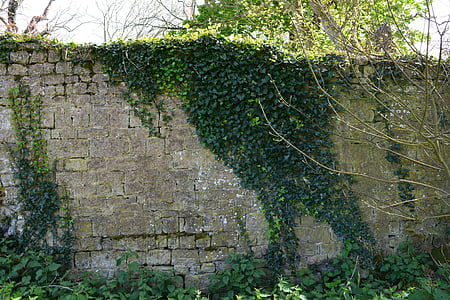 pared, vid, antiguo, Francia