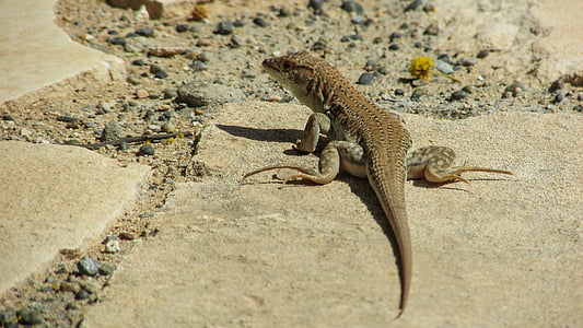 Lagarto, Acanthodactylus schreiberi, reptil, flora y fauna, naturaleza, fauna, Chipre
