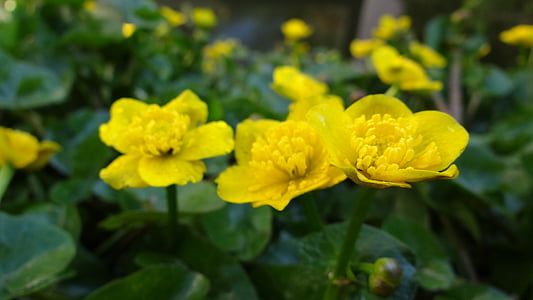 Caltha palustris, Teich-Anlage, gelb, Natur, Anlage, Blume, Blütenblatt