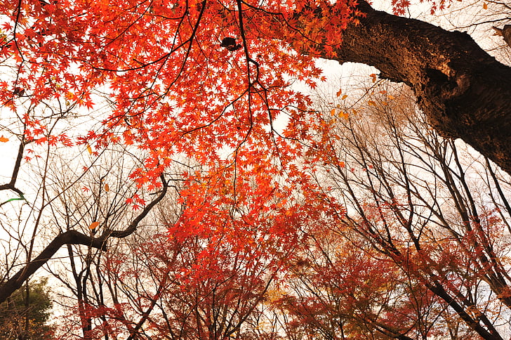 Jesienne liście, Park, Wieczorem, Japonia, promienie słoneczne, naturalne, lasu