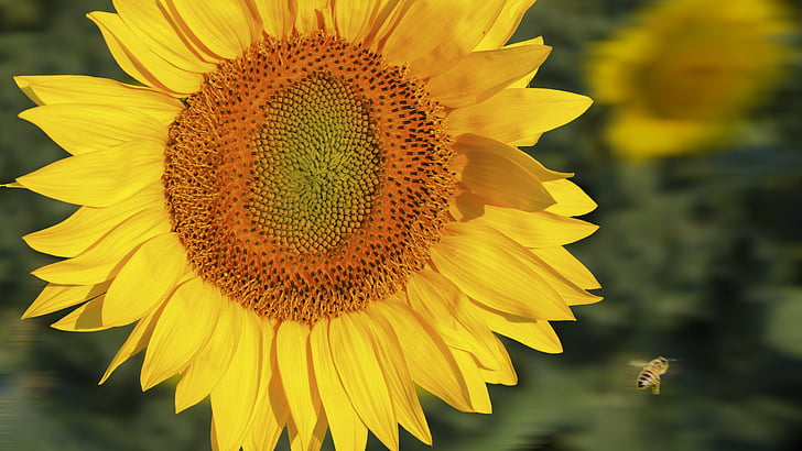 слънчоглед, растения, лято, пчела, жълто, флора, природата