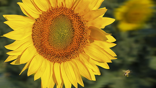 Slunečnice, rostliny, léto, včela, žlutá, Flora, Příroda