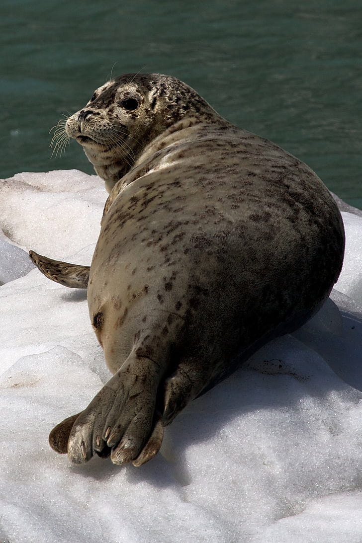 Harbor seal, ijs, op zoek, kust, Alaska, Kenai fjorden Nationaalpark, Verenigde Staten
