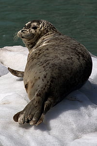 Harbor seal, Eis, auf der Suche, Küste, Alaska, Kenai Fjords Nationalpark, USA
