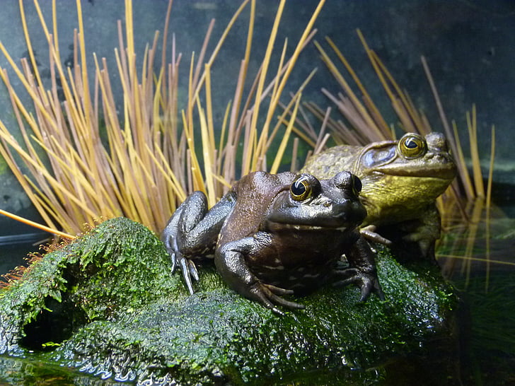 ranas, anfibios, animal, Close-up, criatura, estanque de ranas