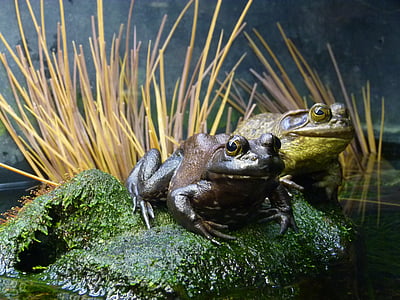 konnad, kahepaiksed, looma, Suurendus:, olend, Frog pond