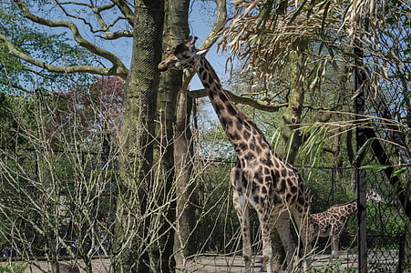 giraffe, animals, zoo, nature, mammal, spotted