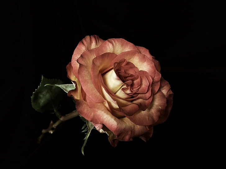 rose, flower, bloom, soft, rose - Flower, nature, petal