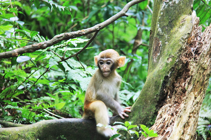 Zhangjiajie, małpa, drzewa