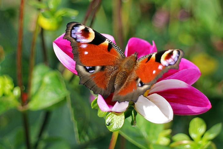 Peacock butterfly, tauriņš, Pāvs, tauriņi, edelfalter, zieds, Bloom