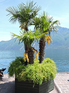 Palma, tó, hegyi, fa, a maggiore-tó, Stresa, Borromean-szigetekre