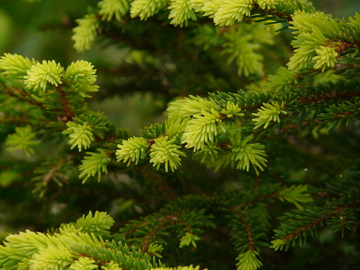 tannenzweig, fir, engine, sprout, pine needles, green, tree