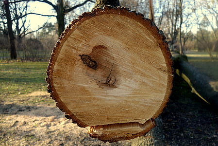 árbol, tronco, frascos de, bosque, la corteza, naturaleza, madera