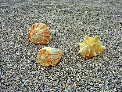 sea shells, sea, shells, beach sand