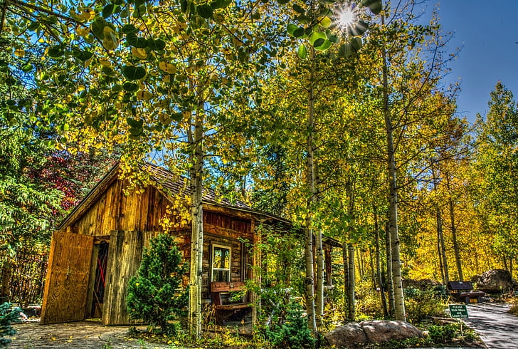 log cabin, natureza, floresta, de madeira, folhagem, Outono, paisagem