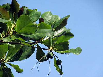 Almond, mandel, grenar, grön, naturen, träd, Leaf