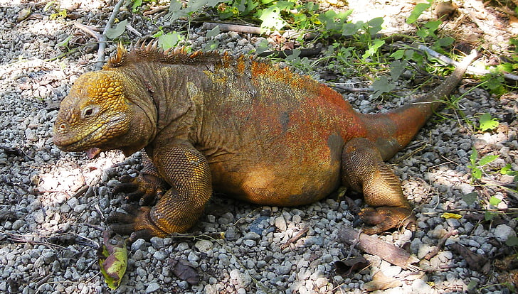 Iguana verda, llangardaix, rèptil, Galàpagos, Illes, del Pacífic, naturalistes