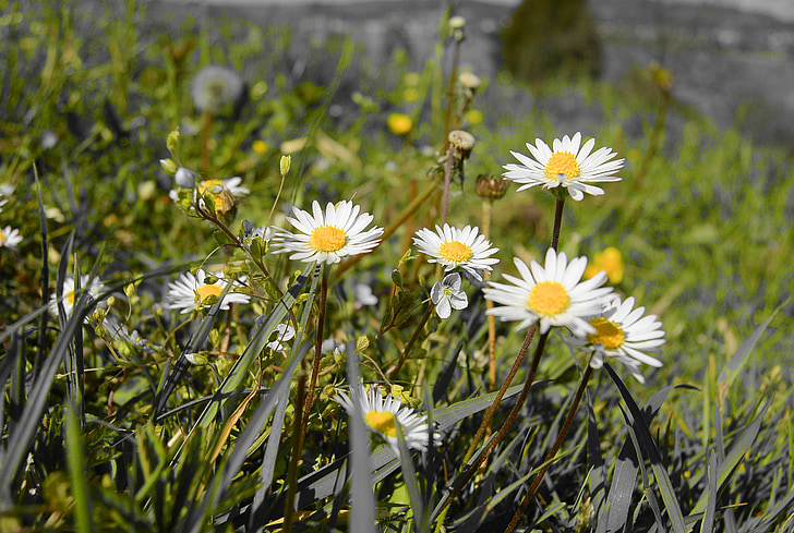 daisy, daisies, close, spring, meadow, bloom, wildflowers