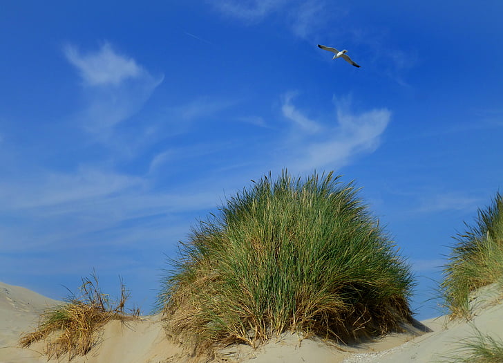 dunes, dune grass, sky, clouds, seagull, flying, one animal