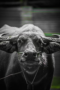 Búfalo, animais, no país, Tailândia, zona rural, pecuária