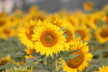 kukka, auringonkukka, Punjab, kesällä, keltainen, vihreä, kevään