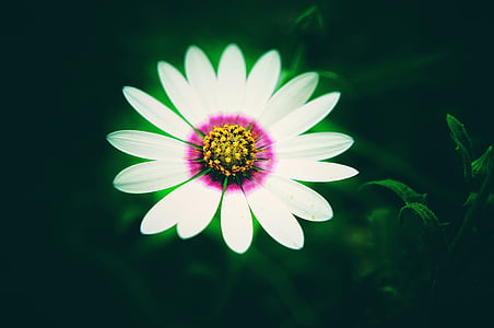 güzel, Bloom, çiçek açan, çiçeği, bulanıklık, parlak, yakın çekim