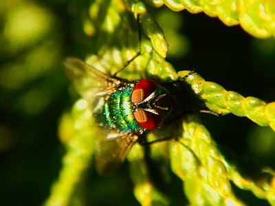 fly, macro, green, insect, close, nature, leaf
