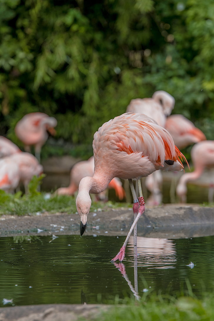 flamingai, vandens, vandens paukščių, rožinė, paukštis, gyvūnų, zoologijos sodas