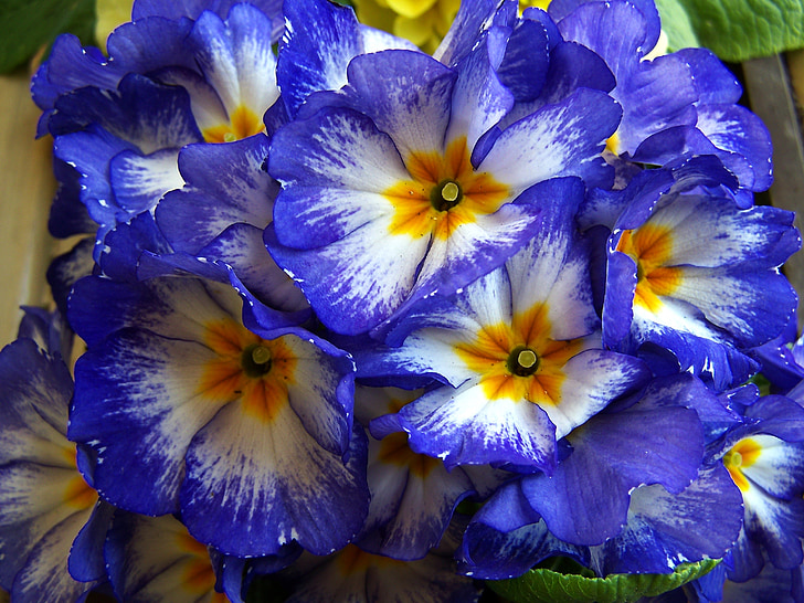 spring flowers, blue, primrose