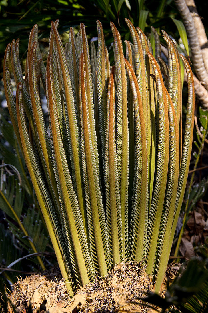 cyclad, Nuovo, foglie, crescita, nativo, verde, Queensland