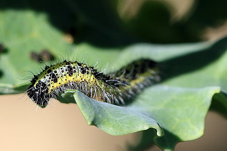 Caterpillar, Stor kålsommerfugl, pest, jerv, avkom, sommerfugl, kål