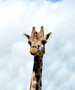 girafa, animal, zoològic, Àfrica, natura, un animal, temes d'animals