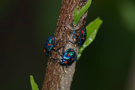 bug, insect, blue, red, beetle, bug insect, nature