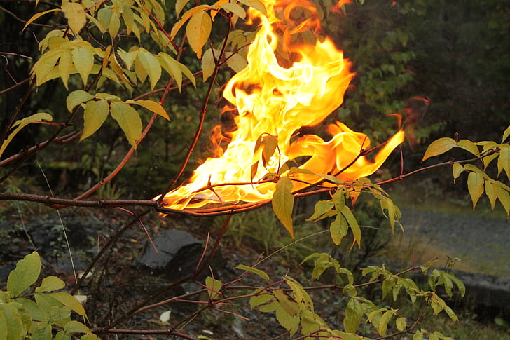 uguns, daba, dzīve, meža, liesma