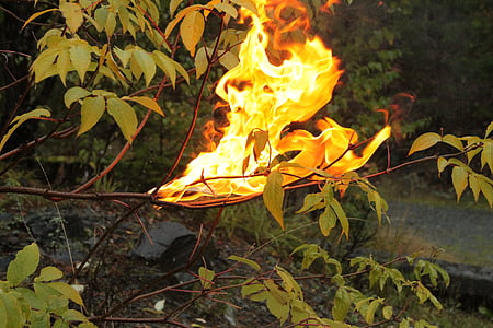fire, nature, life, forest, flame