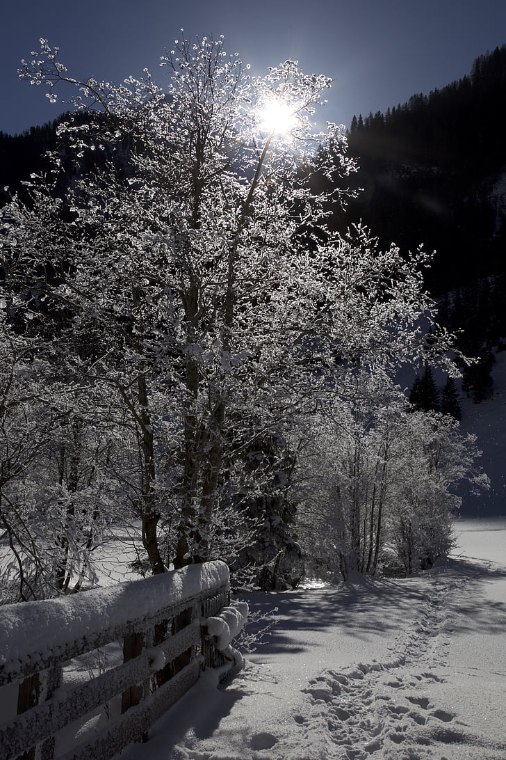 snø, trær, vinterlig, Vinter magic, snødekte trær