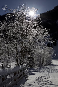 nevoso, alberi, invernale, magia d'inverno, alberi innevati